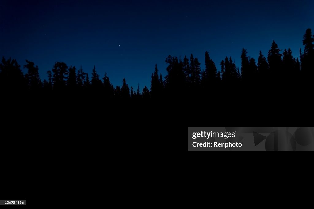 Silhueta de árvores à noite