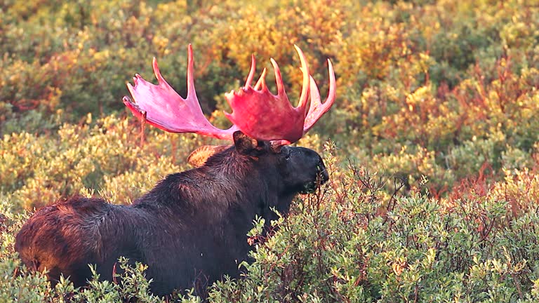 Fall Moose Real 3,694 Moose Stock Videos, Footage, & 4K Video Clips - Getty Images