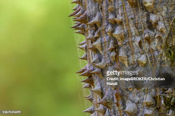 thorns of the sand bush tree (hura crepitans), laguna del lagarto eco-lodge, san carlos, alajuela province, costa rica - hura crepitans stock pictures, royalty-free photos & images