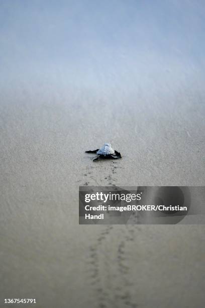 newly hatched olive ridley sea turtle (lepidochelys olivacea) crawls over sand towards the sea, junquillal, santa cruz, guanacaste province, costa rica - tortuga golfina fotografías e imágenes de stock