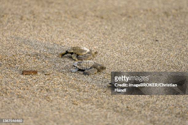 newly hatched olive ridley sea turtles (lepidochelys olivacea) crawl over sand towards the sea, junquillal, santa cruz, guanacaste province, costa rica - tortuga golfina fotografías e imágenes de stock