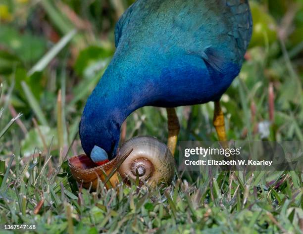 american purple gallinule eating a snail - caracol manzana fotografías e imágenes de stock