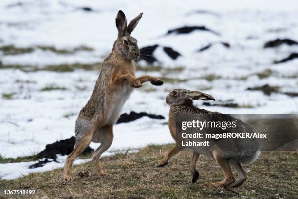 european hare (lepus europaeus), mating foreplay, rutting season, snow, winter, seewinkel, burgenland, austria - begattung kopulation paarung stock-fotos und bilder