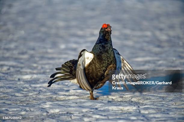 black grouse (tetrao tetrix), in snow, in highest excitement during spring courtship, wings and beak open, magnificent red roses, styria, austria - cock stock pictures, royalty-free photos & images