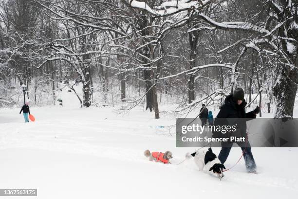 Person walks dogs in Prospect Park following a major snowstorm on January 29, 2022 in the Brooklyn borough of New York City. With a state of...