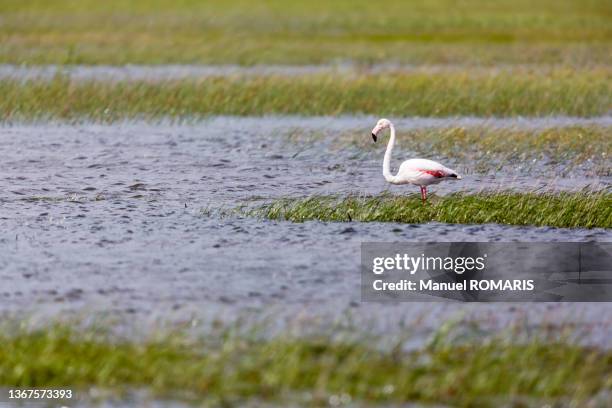 greater flamingo, doñana national park, spain - nationaal park donana stockfoto's en -beelden