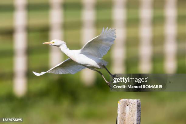 cattle egret, doñana national park, spain - cattle egret fotografías e imágenes de stock