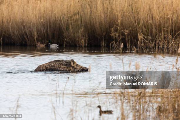 wild boar, aiguamolls nature park, girona, spain - wildschwein stock-fotos und bilder