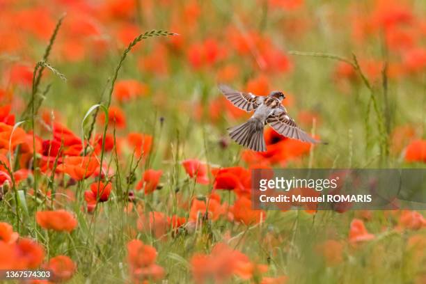 sparrow in a field of poppies, aiguamolls nature park, girona, spain - gorrión común fotografías e imágenes de stock