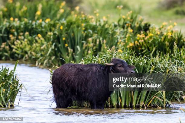 water buffalo, aiguamolls nature park, girona, spain - bufalo indiano foto e immagini stock