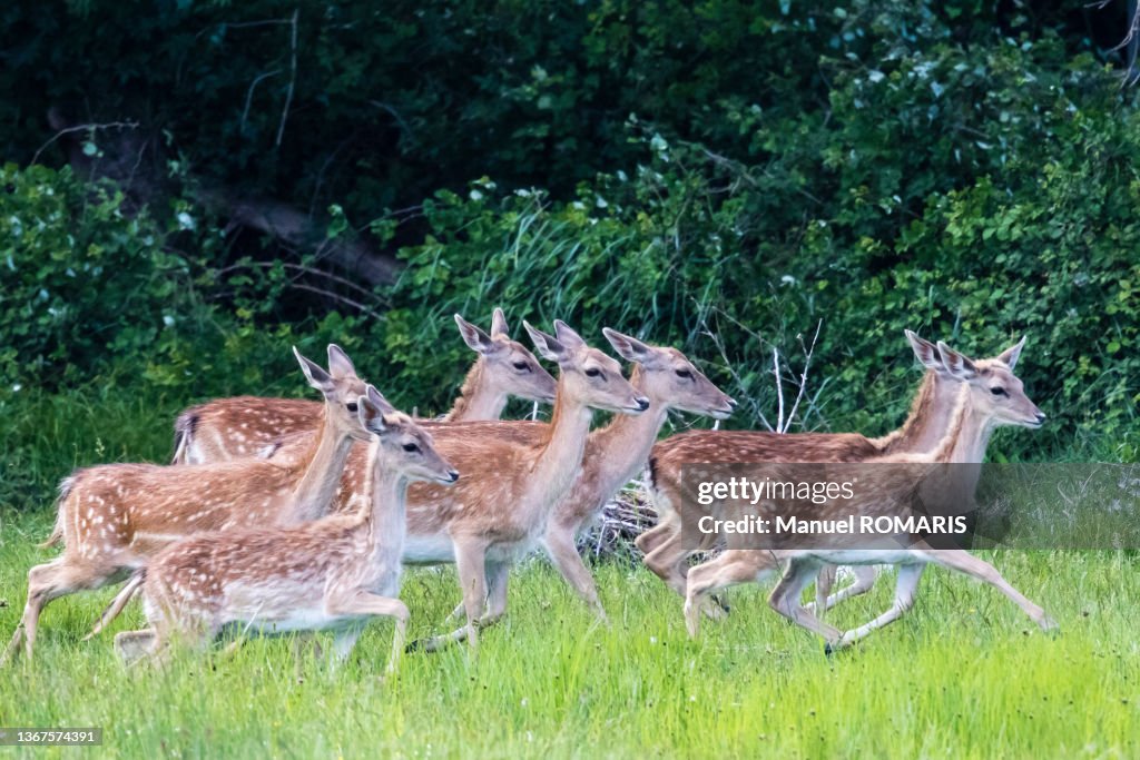 Fallow deers, Aiguamolls Nature Park, Girona, Spain