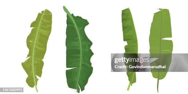 vector designer elements set collection of green forest fern, banana green leaves eucalyptus greenery art foliage natural leaves herbs. decorative beauty elegant illustration for design - banana leaves stock illustrations