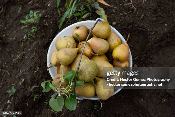 organic pear - pera lechera - pear tree stock pictures, royalty-free photos & images