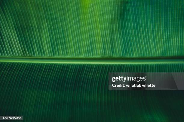 banana leaves are green nature. - palm tree texture stock pictures, royalty-free photos & images