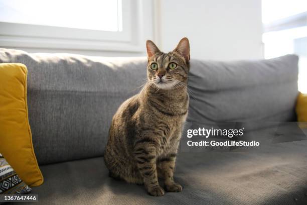 cat on the sofa - tabby cat stock pictures, royalty-free photos & images