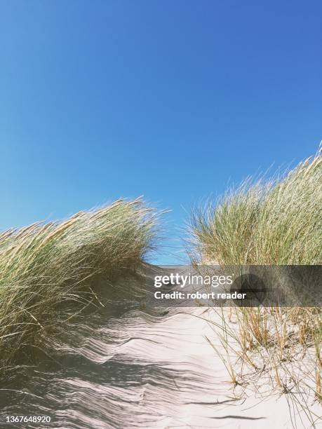 path through sand dunes - marram grass stock pictures, royalty-free photos & images