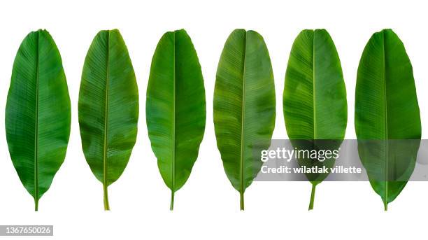 collection of banana leaf isolated on white background. - banana plant isolated white stock pictures, royalty-free photos & images