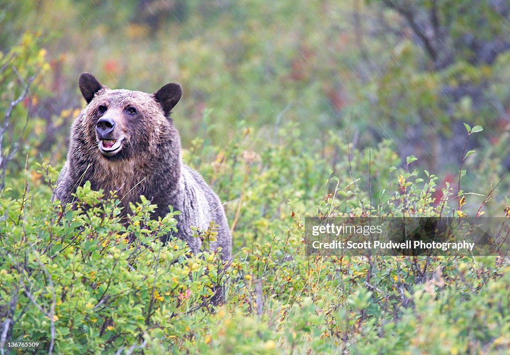 Grizzly bear in huckleberries field