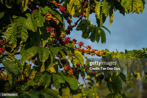 coffee beans, coffee cherry beans on tree - 8k resolution - アラビカ種 ストックフォトと画像