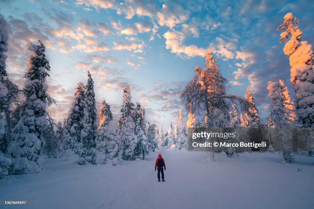 One man standing in a forest admiring the winter scenery in Lapland