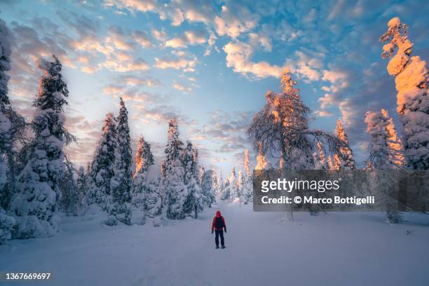 one man standing in a forest admiring the winter scenery in lapland - finland stock pictures, royalty-free photos & images