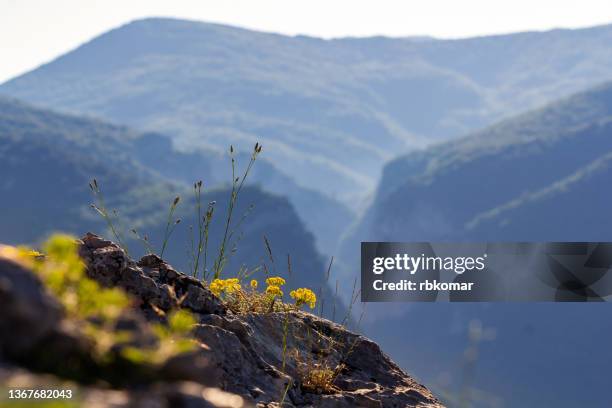 close-up of yellow wild flowers growing on the edge of a high cliff against a majestic mountain landscape with dawn mist in the sunlight. preservation of the beauty of nature in crimea - close up gras stock-fotos und bilder