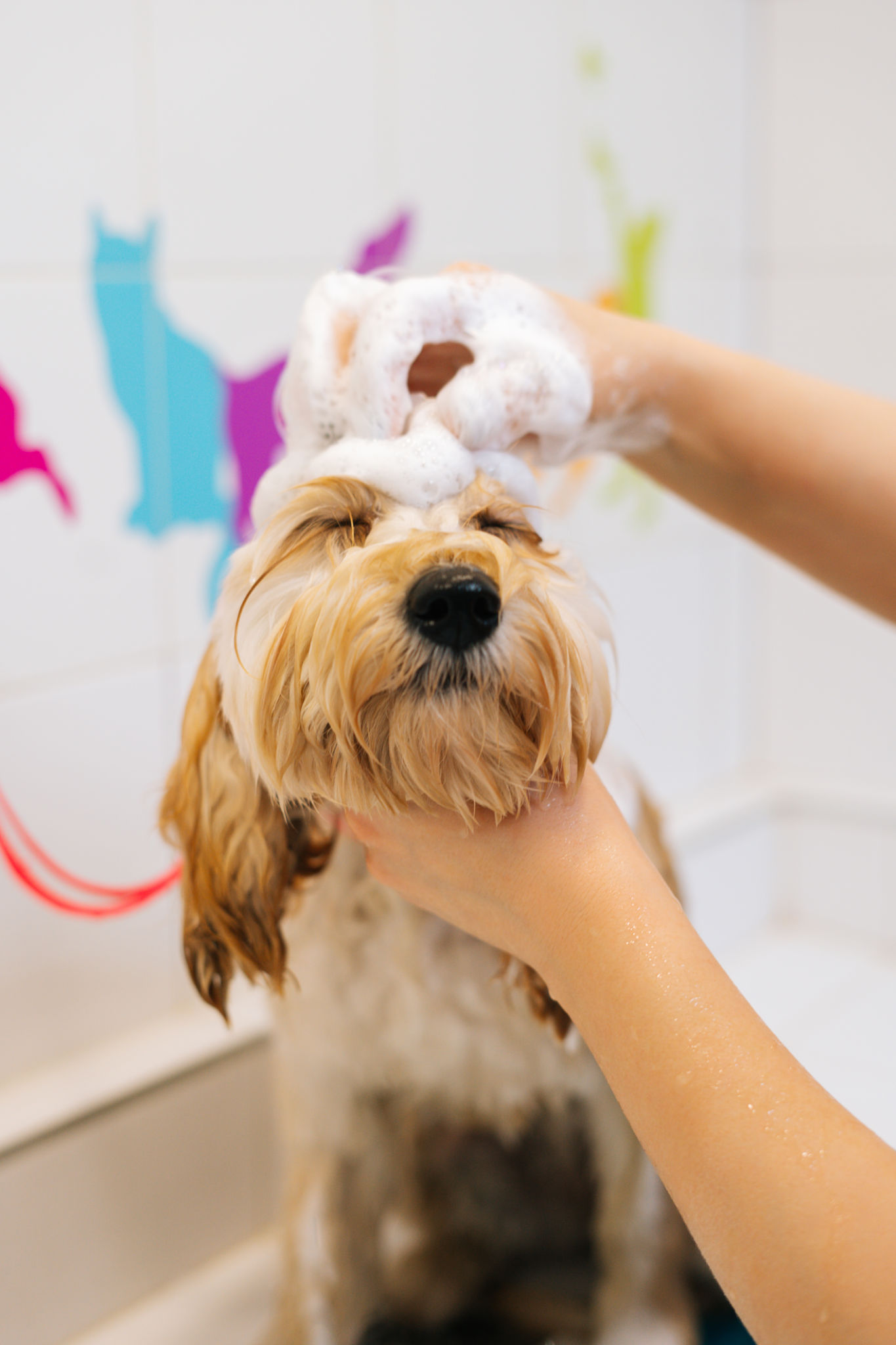 eco friendly dog grooming