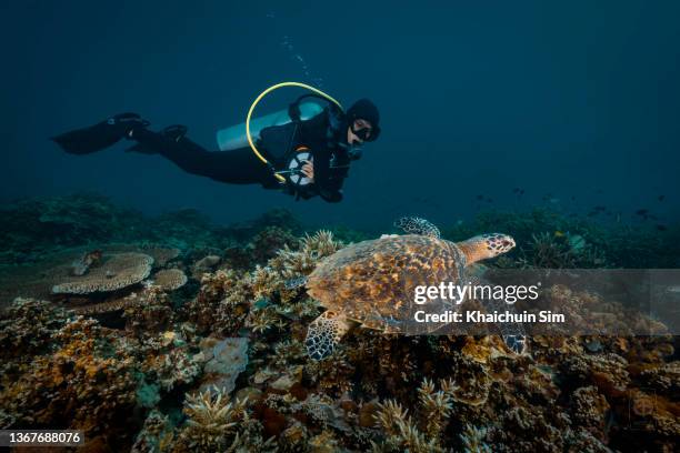 young hawksbill sea turtle and scuba diver underwater - hawksbill turtle stock pictures, royalty-free photos & images