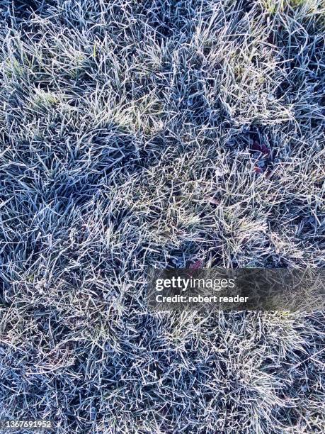 frost on long grass - reed grass family 個照片及圖片檔