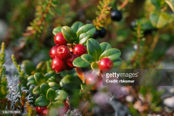 wild growing bunch of cranberries in the forest on a sunny morning. close-up of a bush of berries with green leaves in the moss - cramberry stock-fotos und bilder