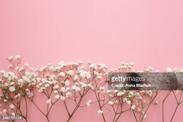 gypsophila white flowers over pastel pink background, spring floral greeting card. - gypsophila stock-fotos und bilder