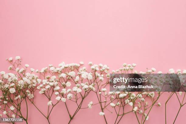 gypsophila white flowers over pastel pink background, spring floral greeting card. - gypsophila stock pictures, royalty-free photos & images