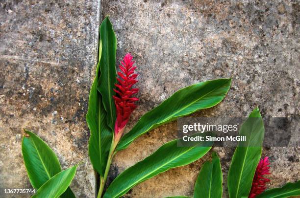 red ginger (alpinia purpurata) growing against an ancient stucco wall - ginger flower stock-fotos und bilder
