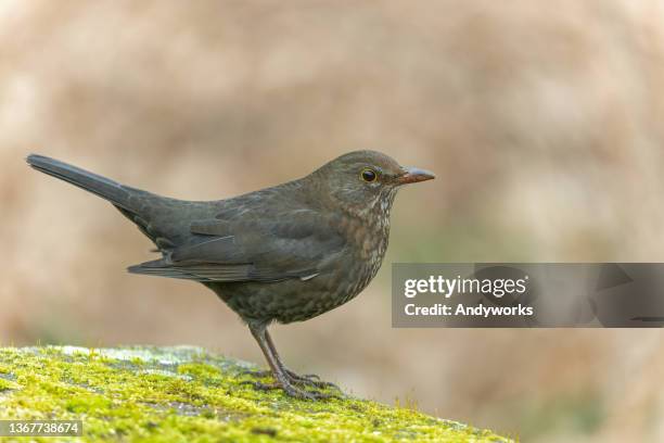 female blackbird - blackbird stock pictures, royalty-free photos & images