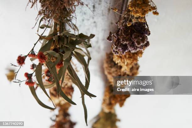 close-up of wilted and dried wildflowers on white background. dry flower bunch, trendy decorations. - dying houseplant stock pictures, royalty-free photos & images