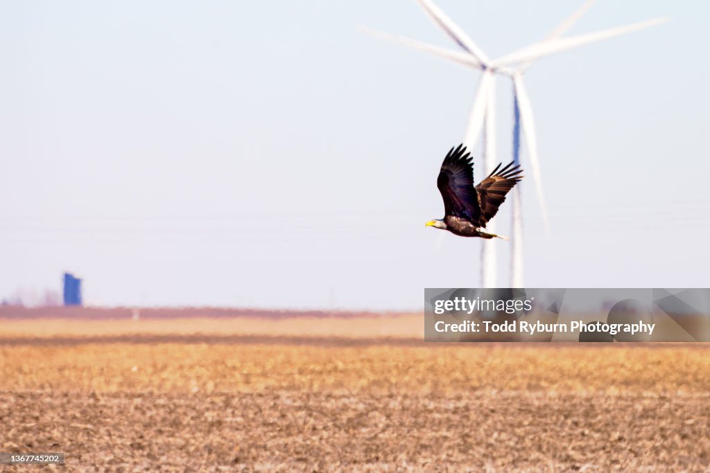 Bald Eagle Flying in Front of Wind Turbine on Farm