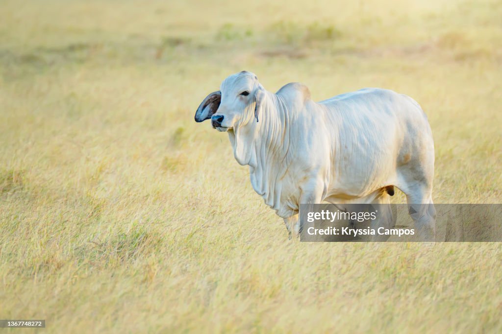 White Bull Posing in a Golden Pasture at Sunset