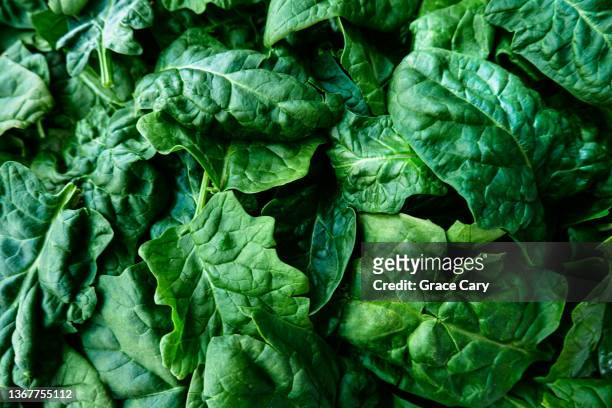 curly leaf spinach - espinaca fotografías e imágenes de stock