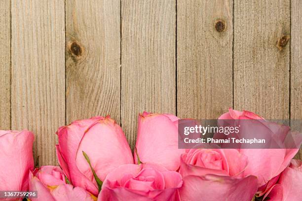 pink roses - legno rosa foto e immagini stock