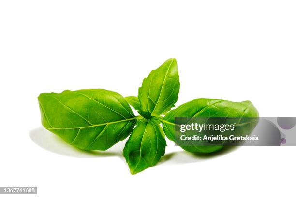 fresh basil leaf isolated on white background. - basilico foto e immagini stock