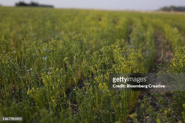 a flax crop - flachs stock-fotos und bilder