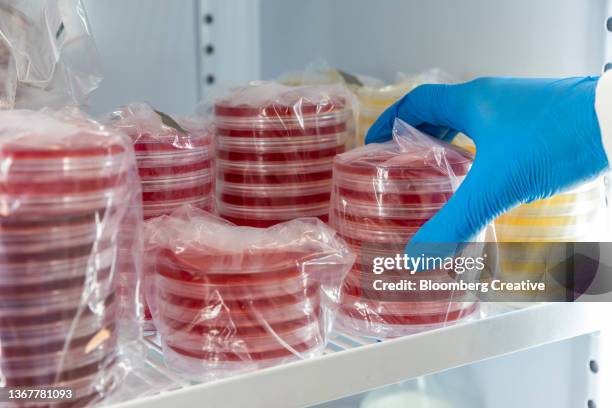 stacked petri dishes - petri dish stock-fotos und bilder