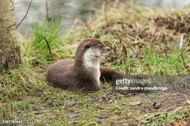 an european otter, lutra lutra, scent marking on an island in the middle of a lake at the british wildlife centre. - european otter bildbanksfoton och bilder