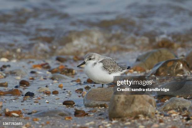 a sanderling, calidris alba, searching for food along the shoreline at high tide. - sanderling stock-fotos und bilder