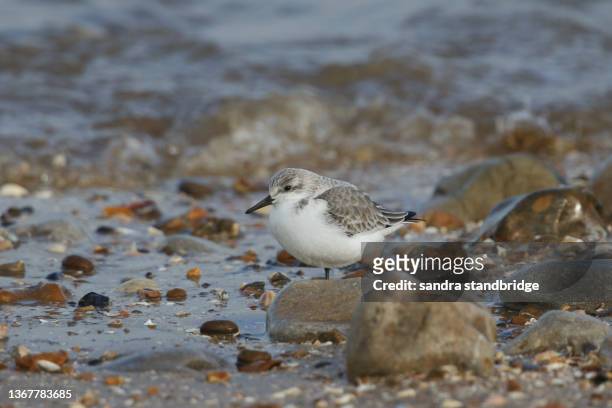 a sanderling, calidris alba, searching for food along the shoreline at high tide. - sanderling bildbanksfoton och bilder