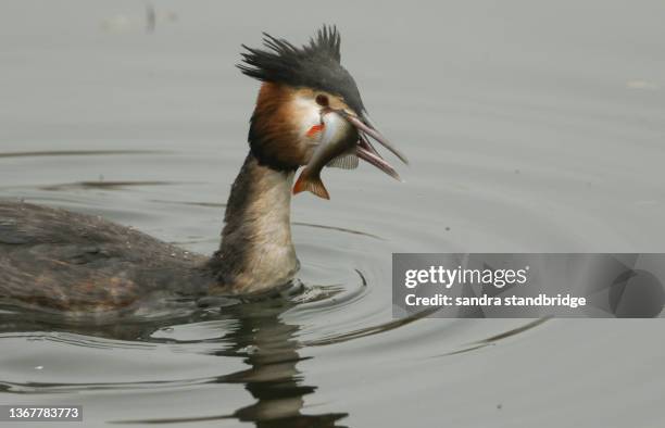 a great crested grebe (podiceps cristatus) swimming on a lake with a fish in its beak, which it has just caught and is about to eat. - grebe stock pictures, royalty-free photos & images