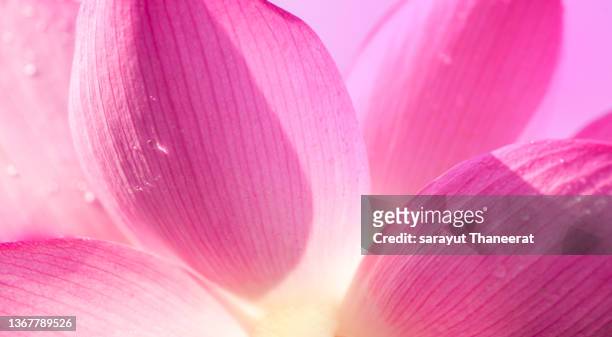 close up pink lotus background - flower petals stock-fotos und bilder