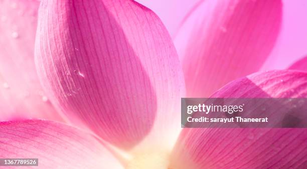 close up pink lotus background - petal stock pictures, royalty-free photos & images