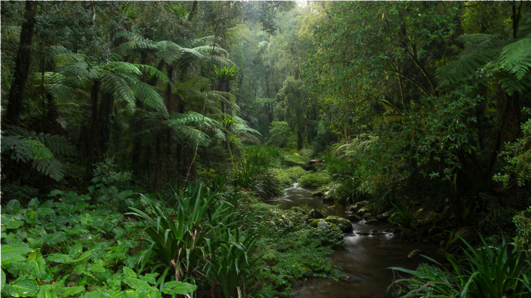 queensland rainforest