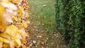 Yellow autumn leaves, orange fall leaf in ornamental garden. Leafage in park.
